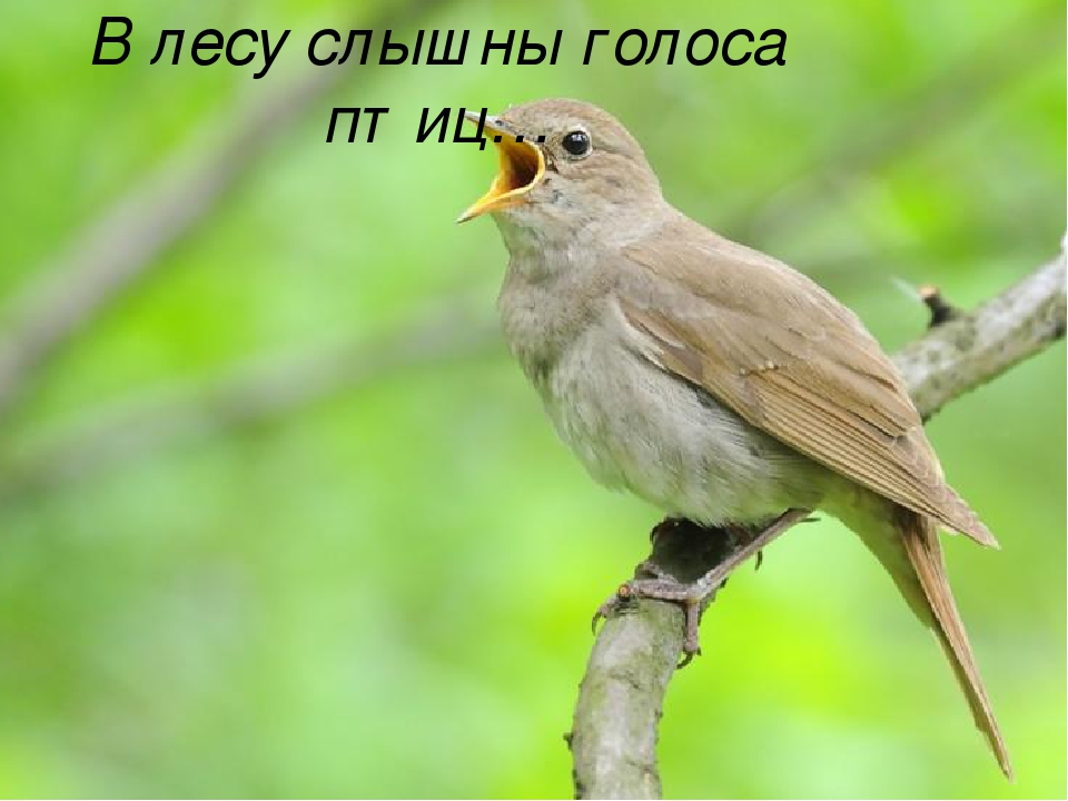 Презентация "Лето к нам пришло"