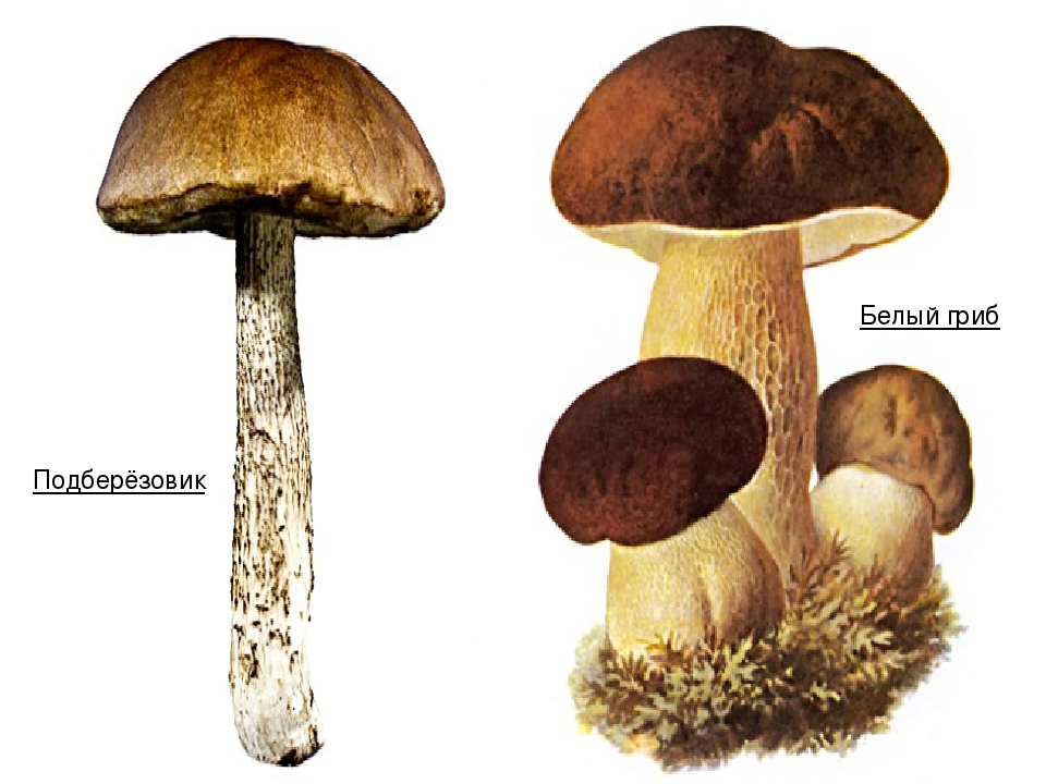 Белый гриб подберезовик. Белый гриб и подберезовик. Гриб подореховик и белый. Белый гриб и подберезовик отличия. Грибы белый гриб подберезовик.