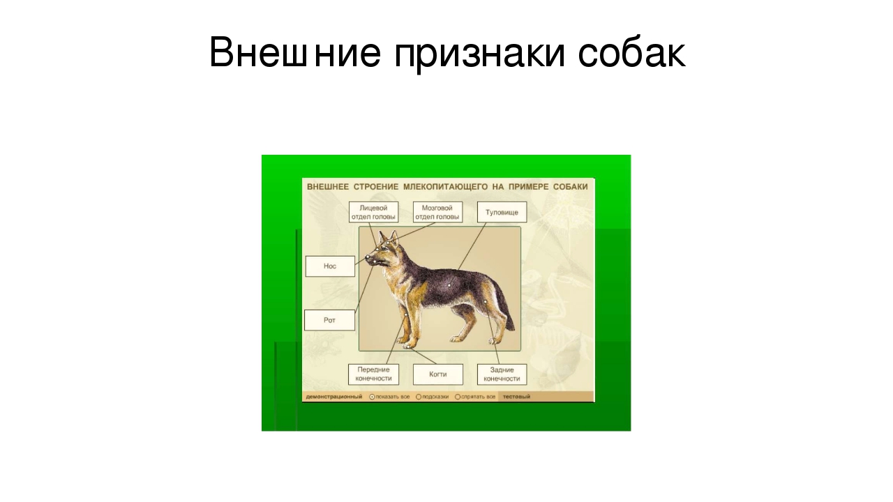 Презентация "Что мы знаем о собаках"