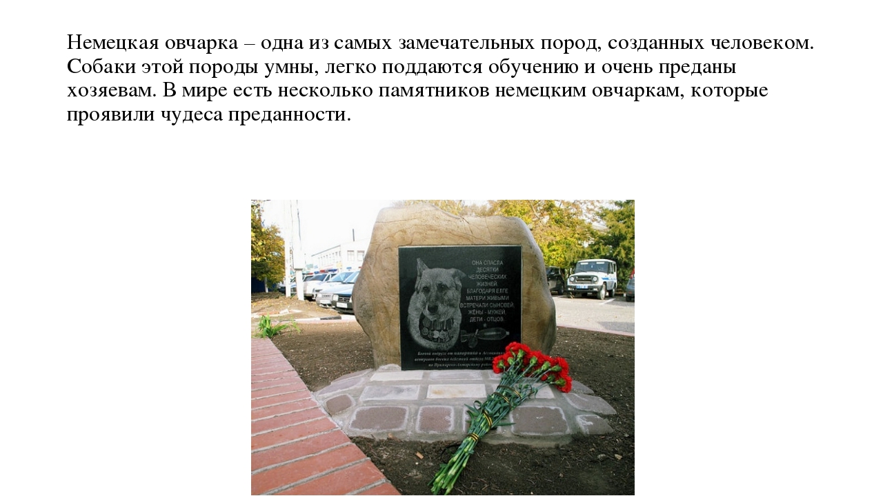 Презентация "Что мы знаем о собаках"