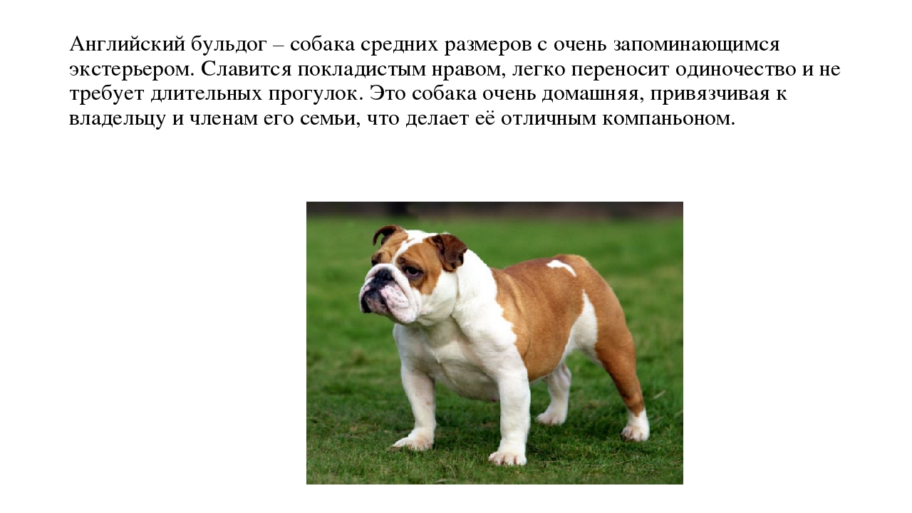 Презентация "Что мы знаем о собаках"