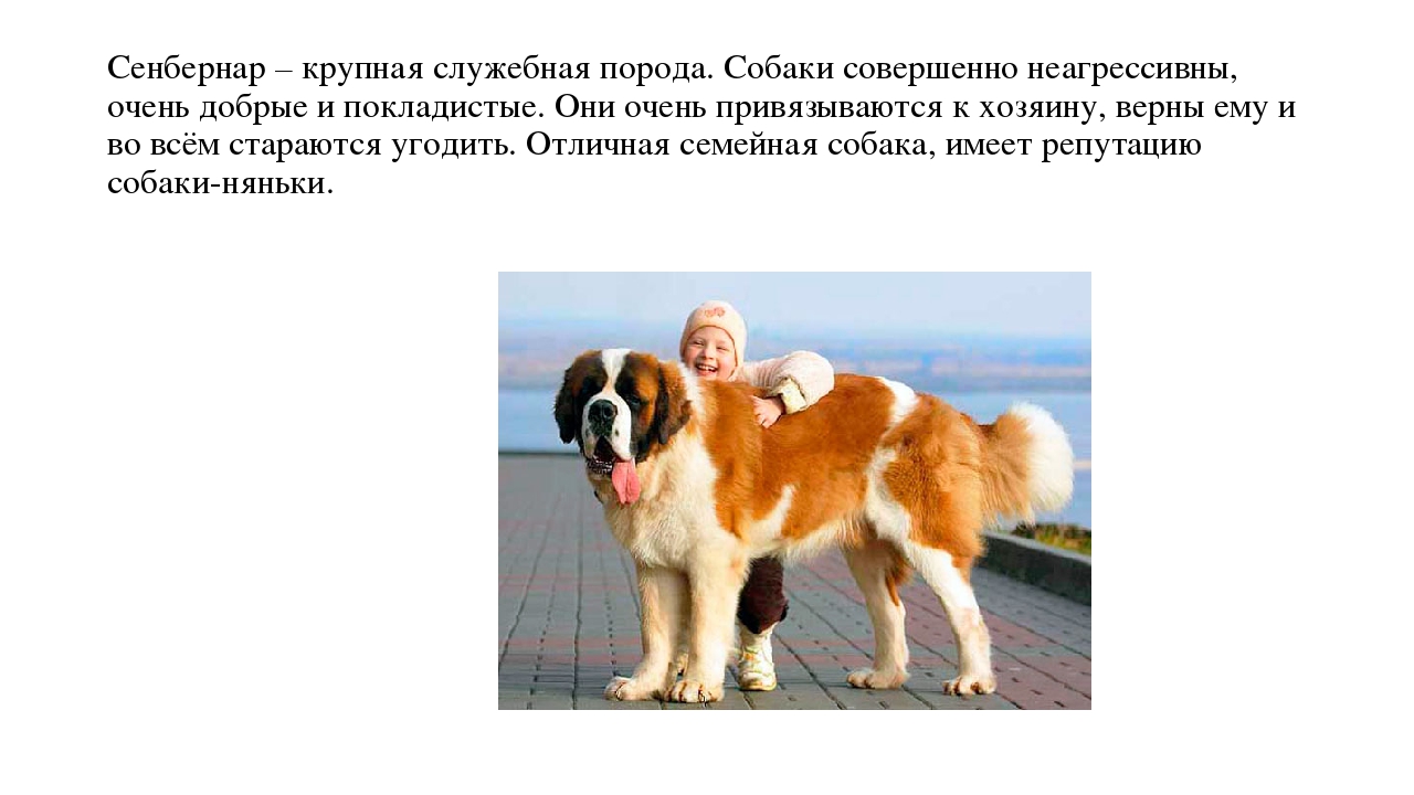 Презентация "Что мы знаем о собаках"