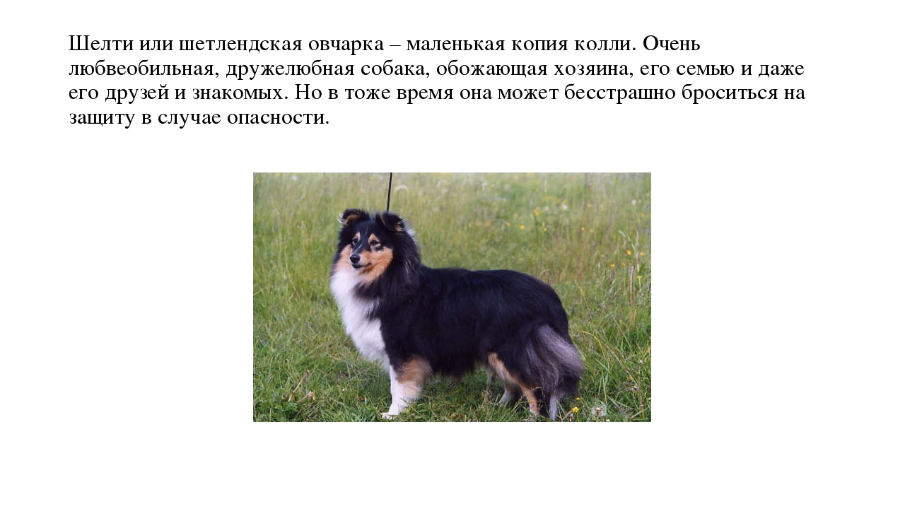 Презентация "Что мы знаем о собаках"
