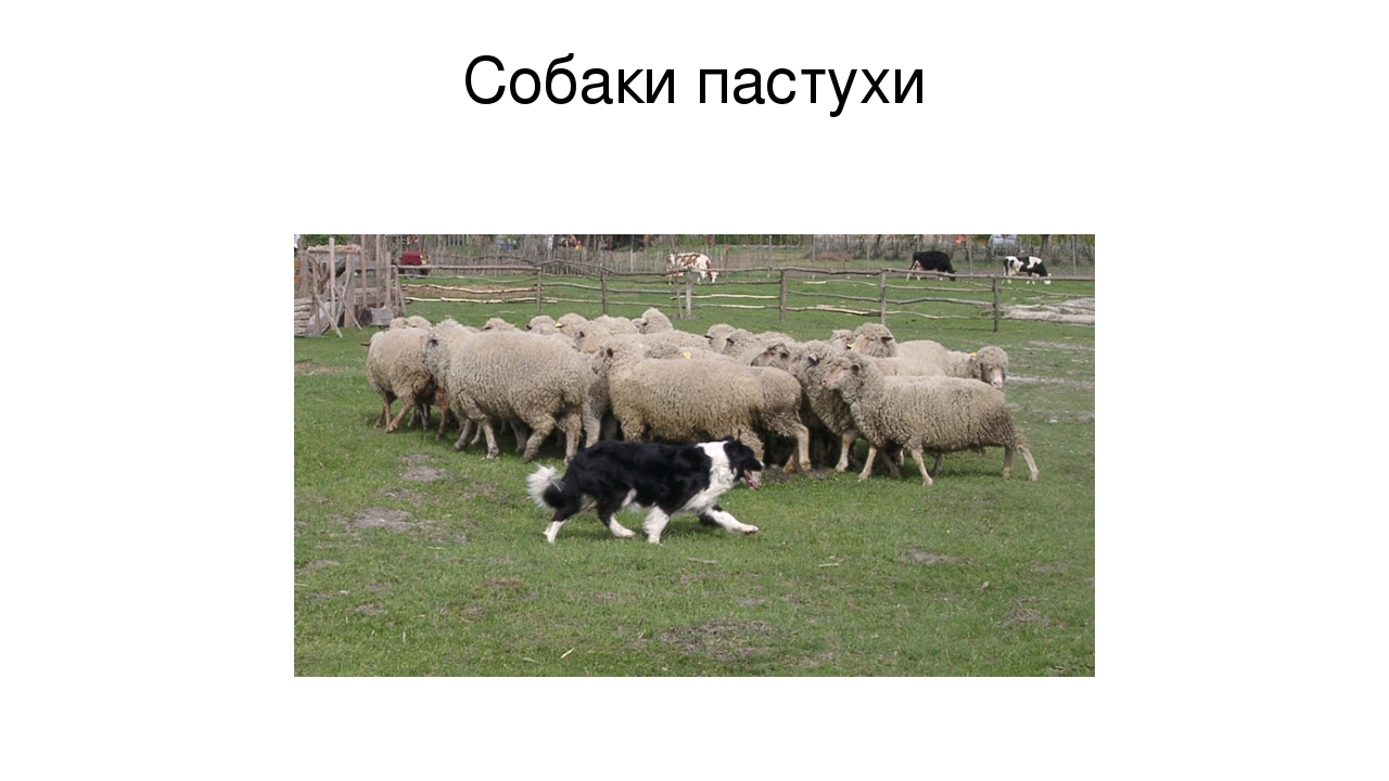 Презентация "Что мы знаем о собаках"