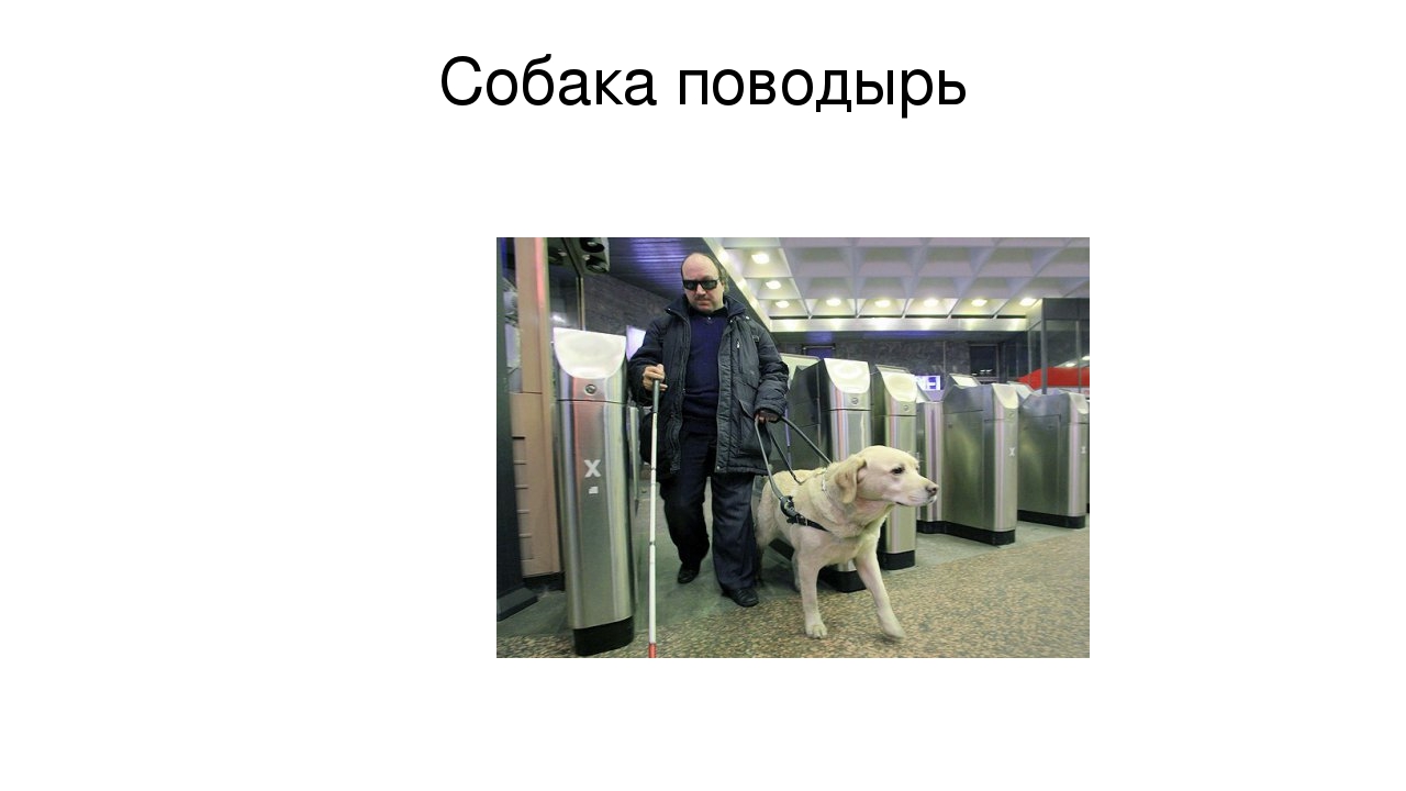 Презентация "Что мы знаем о собаках"