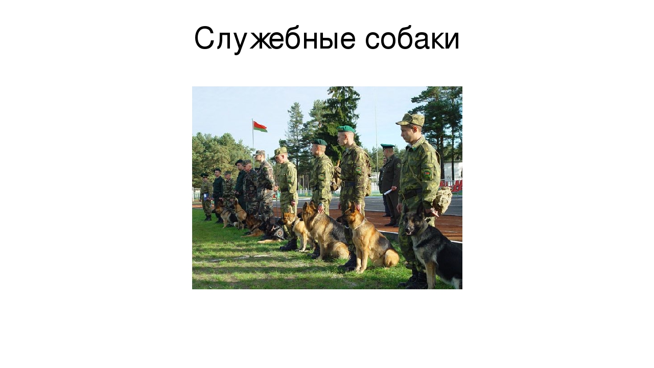 Презентация "Что мы знаем о собаках"