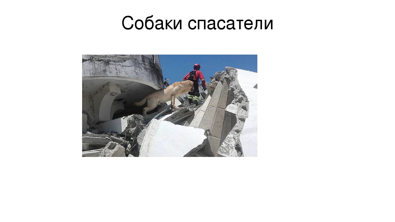 Презентация "Что мы знаем о собаках"