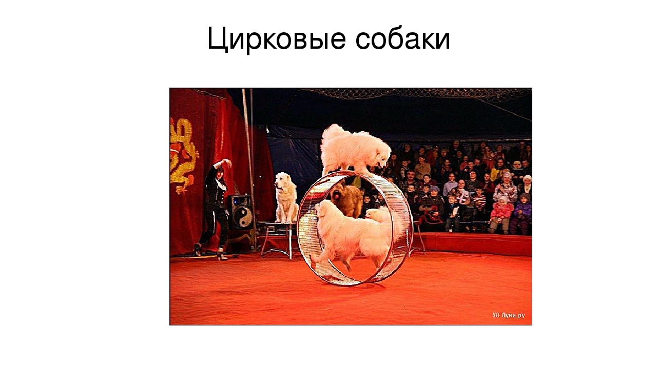 Презентация "Что мы знаем о собаках"