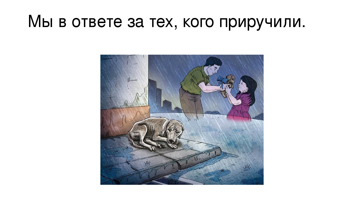 Презентация "Что мы знаем о собаках"