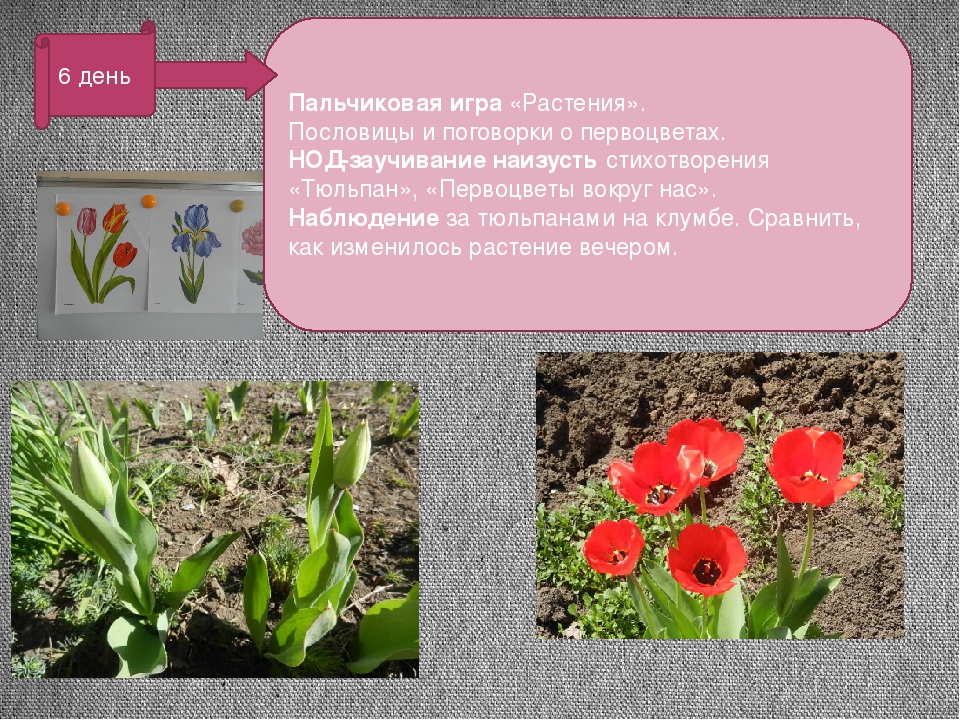 Презентация проекта "Цветные улыбки весны"