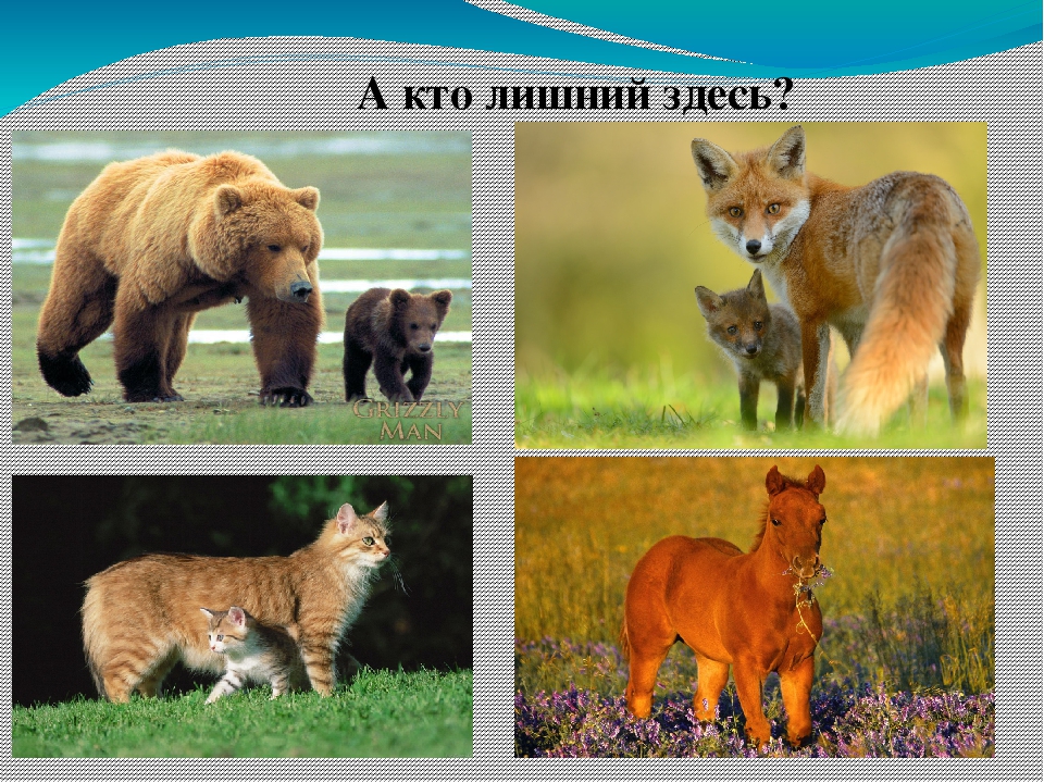 Дидактические игры в развития связной речи у детей дошкольного возраста