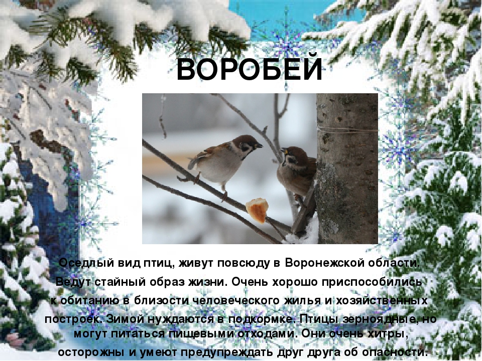 Презентация "Покормите птиц зимой"