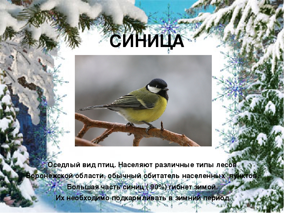 Презентация "Покормите птиц зимой"