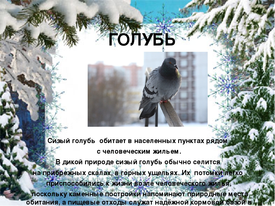 Презентация "Покормите птиц зимой"