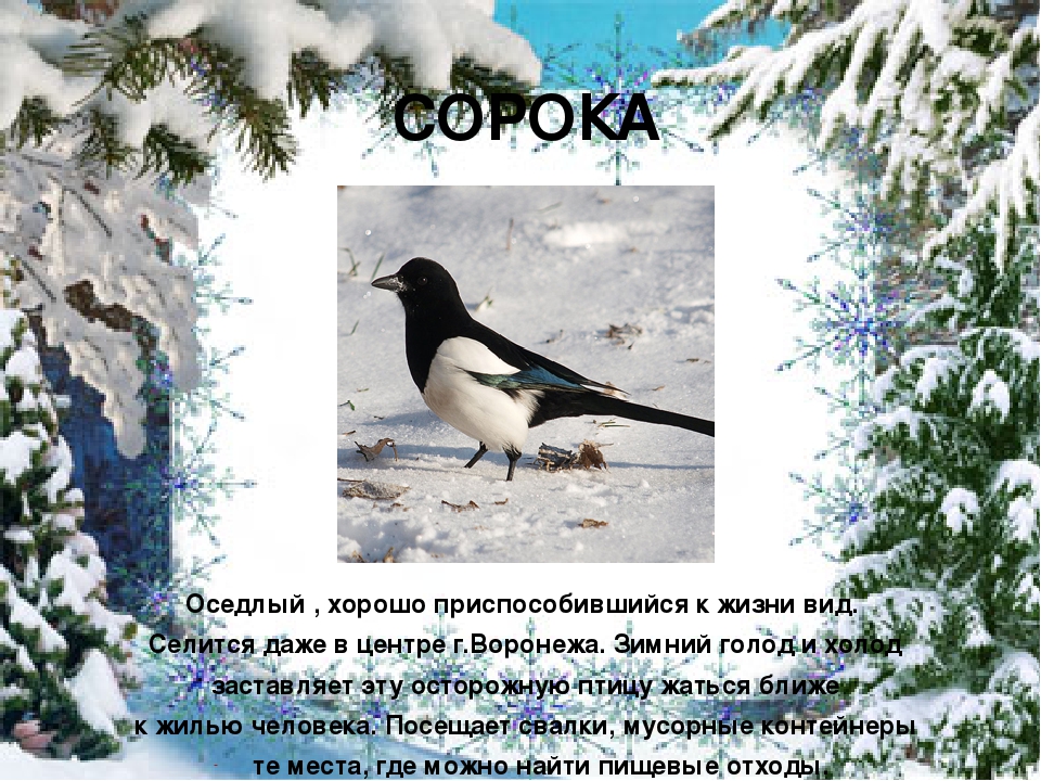 Презентация "Покормите птиц зимой"