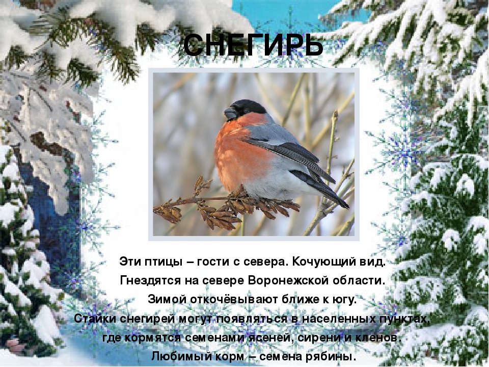 Презентация "Покормите птиц зимой"
