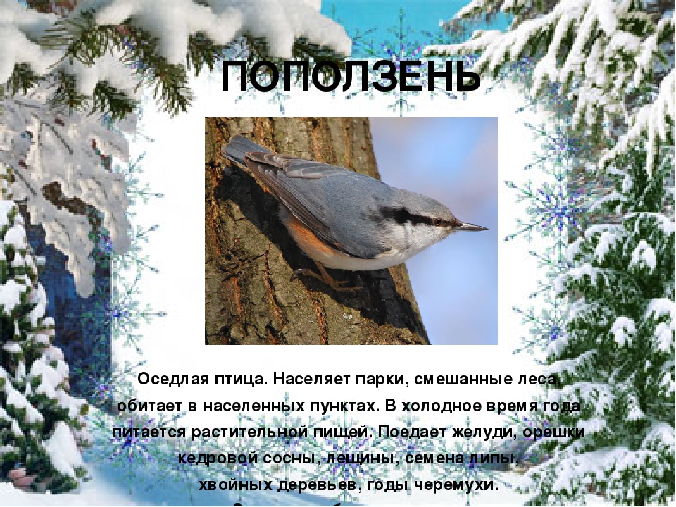 Презентация "Покормите птиц зимой"