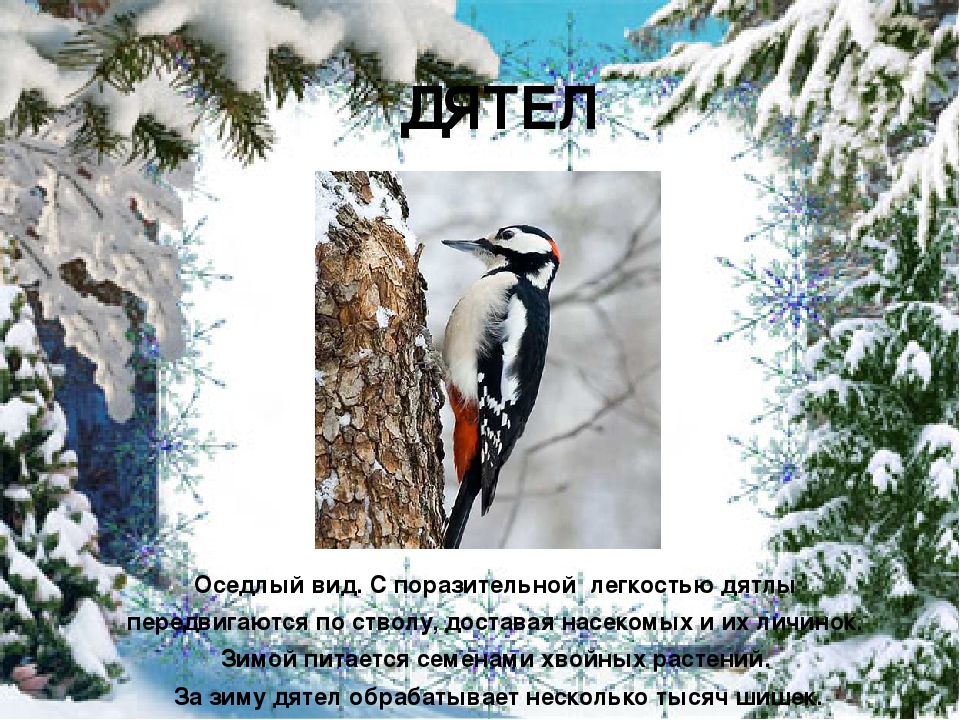 Презентация "Покормите птиц зимой"