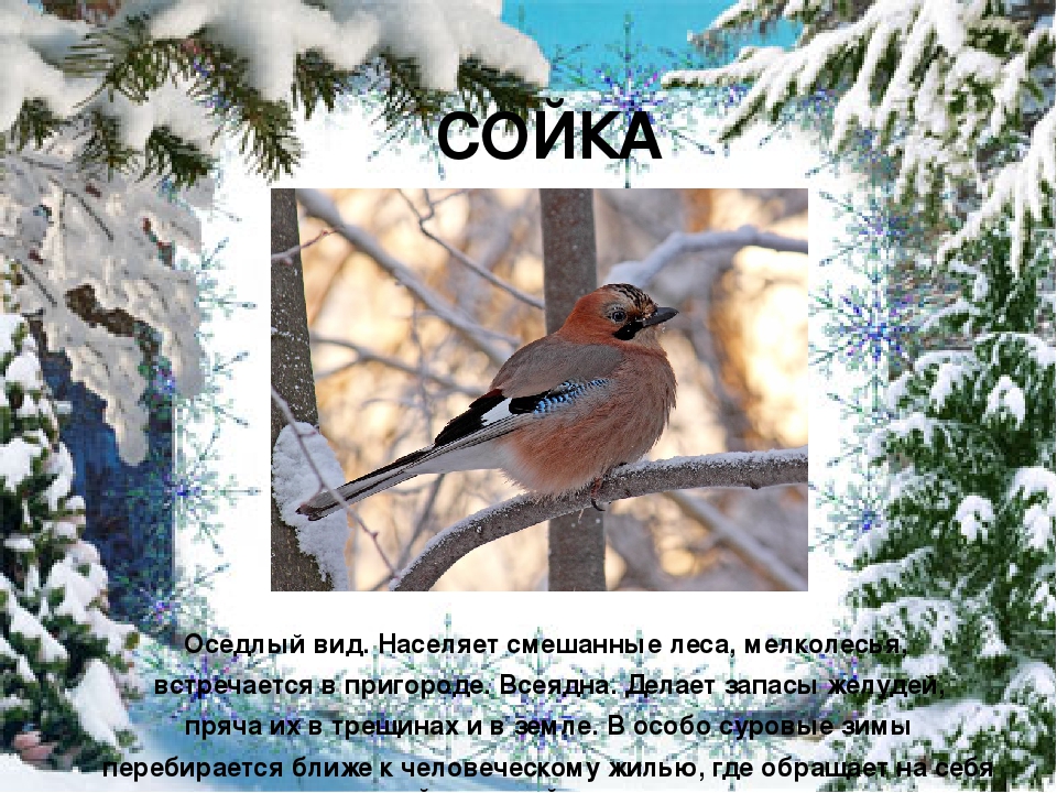 Презентация "Покормите птиц зимой"