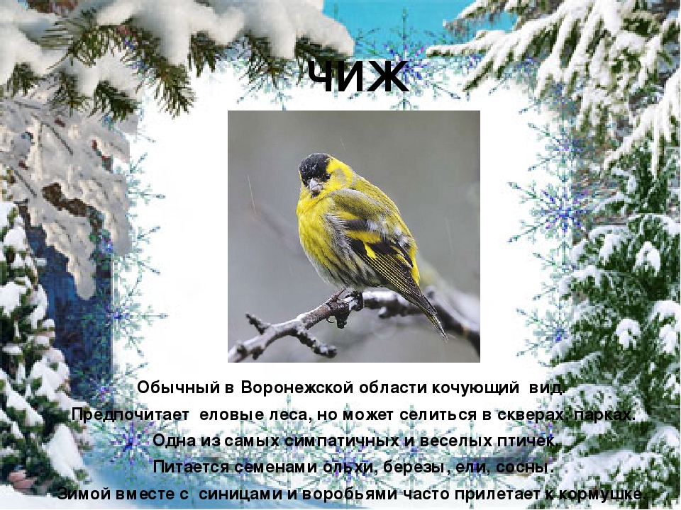 Презентация "Покормите птиц зимой"