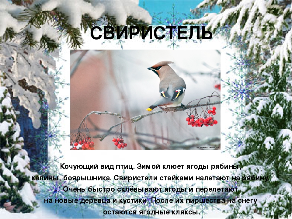 Презентация "Покормите птиц зимой"
