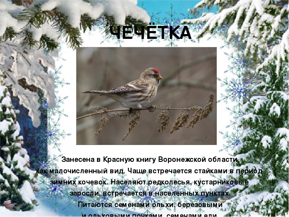 Презентация "Покормите птиц зимой"