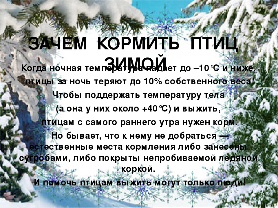 Зачем нужна зима. Зачем нужно подкармливать птиц зимой. Почему нужно кормить птиц. Почему нужно кормить птиц зимой. Почему нужно подкармливать птиц.