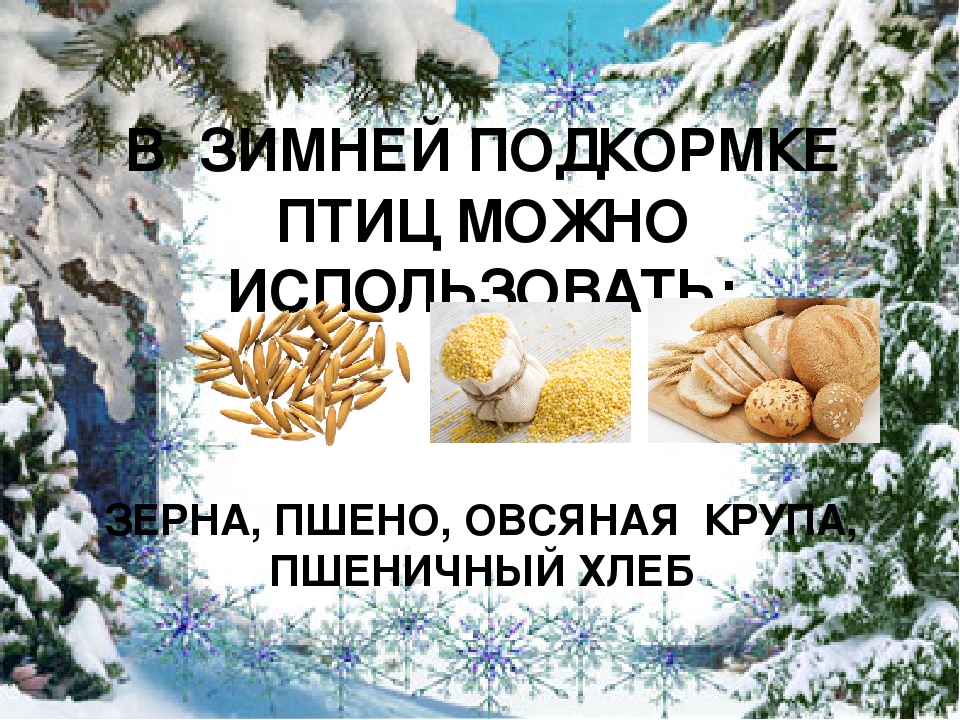Презентация "Покормите птиц зимой"
