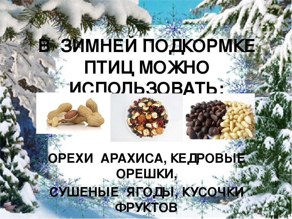 Презентация "Покормите птиц зимой"
