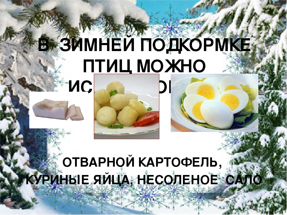 Презентация "Покормите птиц зимой"