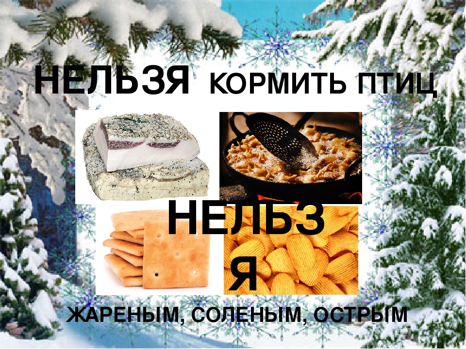 Презентация "Покормите птиц зимой"