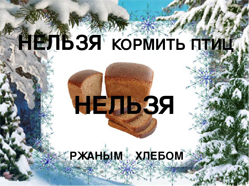 Презентация "Покормите птиц зимой"