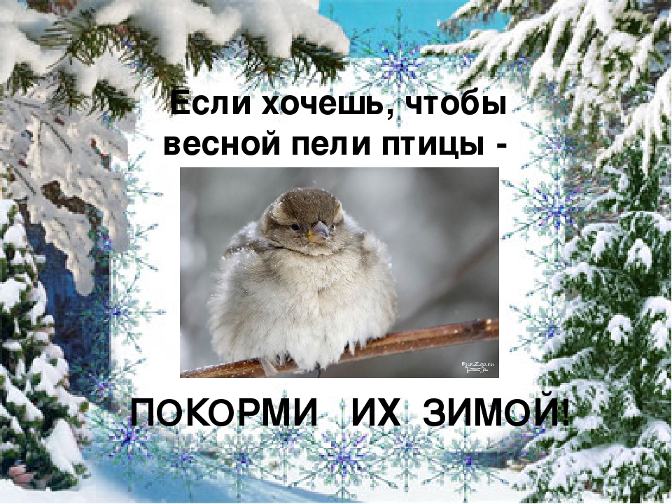 Презентация "Покормите птиц зимой"