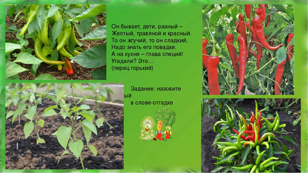 Презентация по теме "Овощи" для детей 5 лет