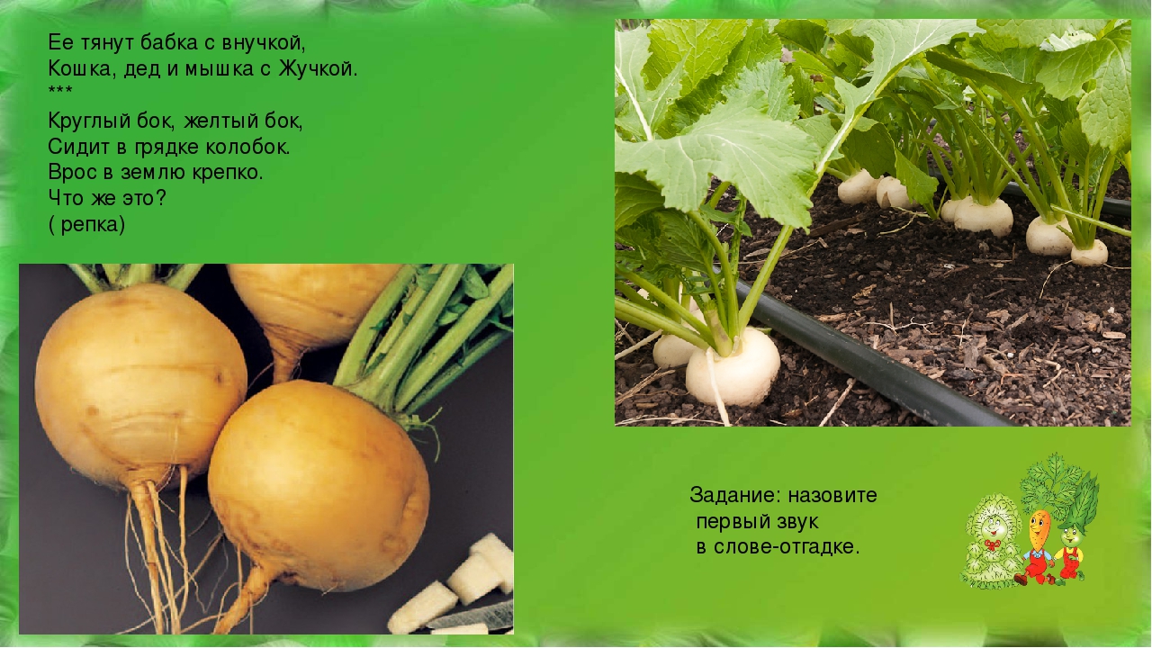 Презентация по теме "Овощи" для детей 5 лет