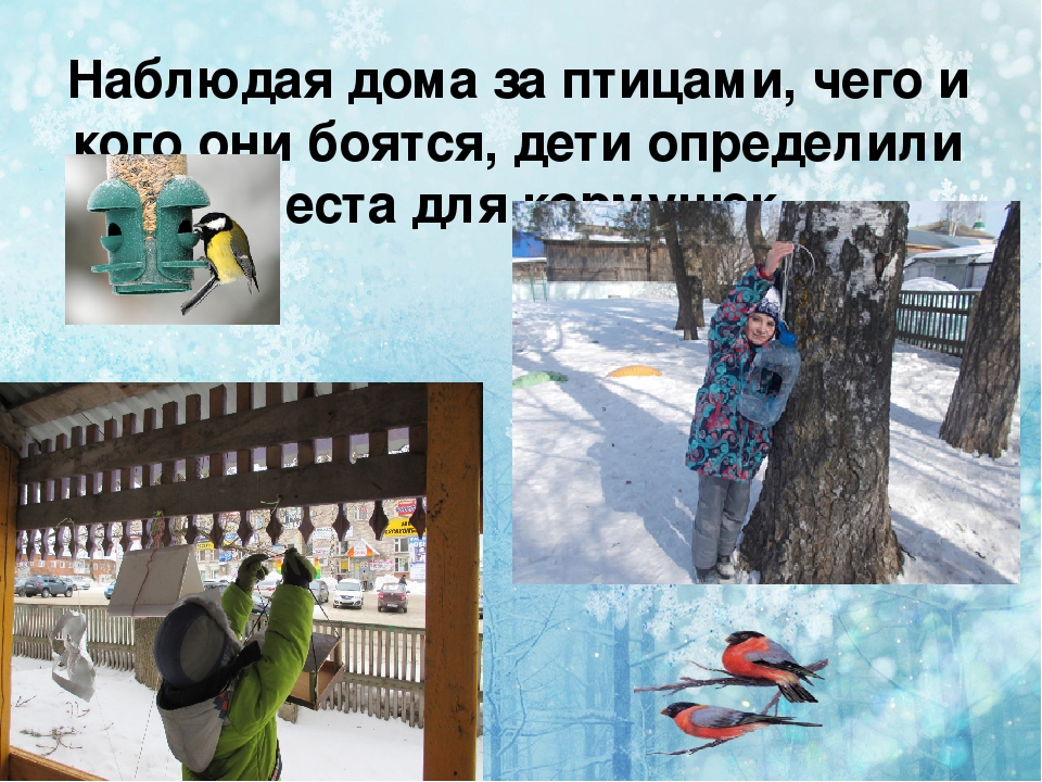 Презентация по экологии " покормите птиц зимой