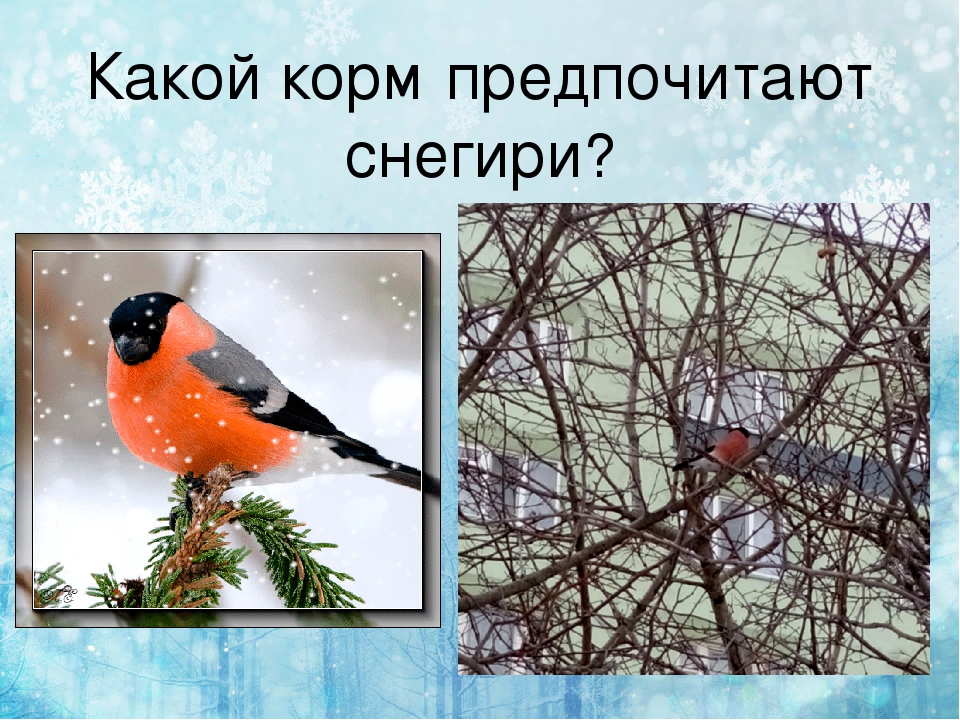 Презентация по экологии " покормите птиц зимой