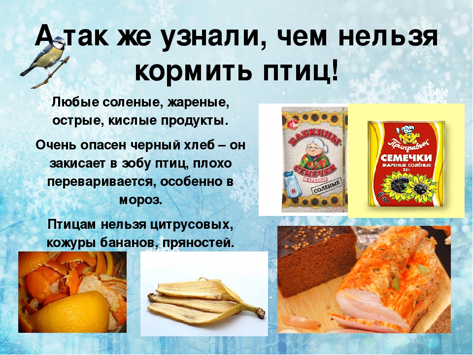 Можно ли кормить птиц кашами