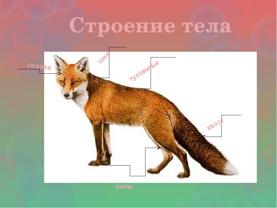 Презентация по ознакомлению с окружающим для детей с интеллектуальной недостаточностью (2, 3 этап обучения)