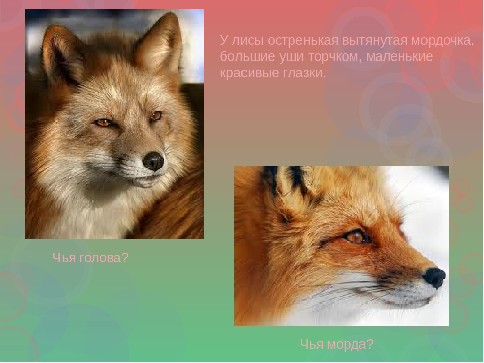 Презентация по ознакомлению с окружающим для детей с интеллектуальной недостаточностью (2, 3 этап обучения)
