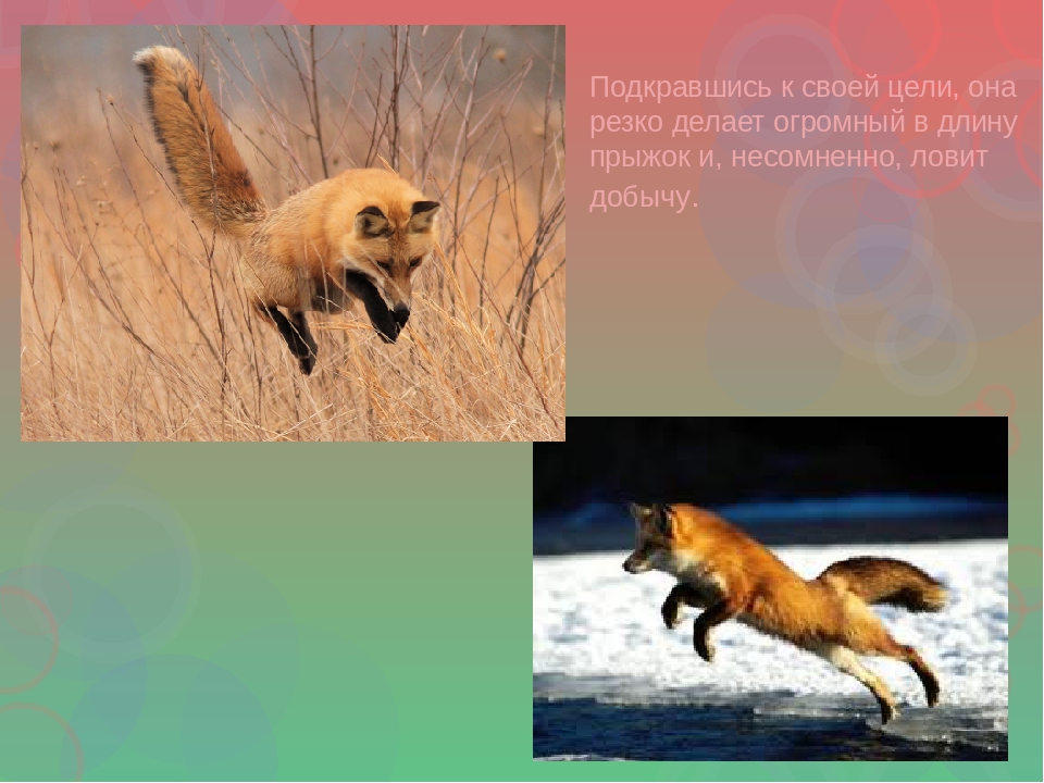 Презентация по ознакомлению с окружающим для детей с интеллектуальной недостаточностью (2, 3 этап обучения)