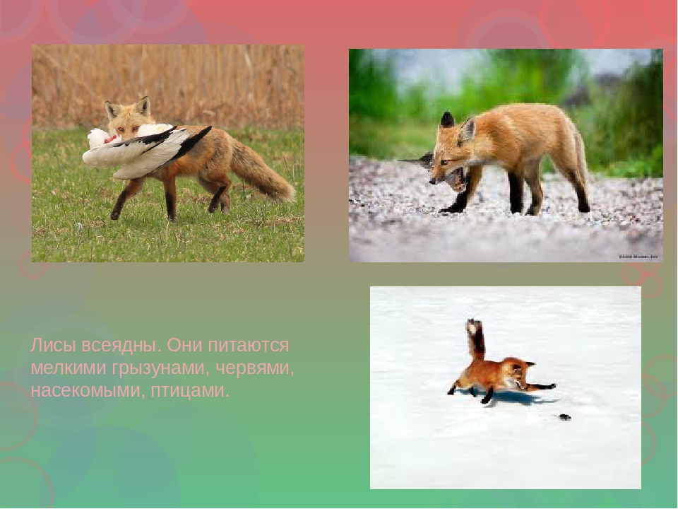 Презентация по ознакомлению с окружающим для детей с интеллектуальной недостаточностью (2, 3 этап обучения)