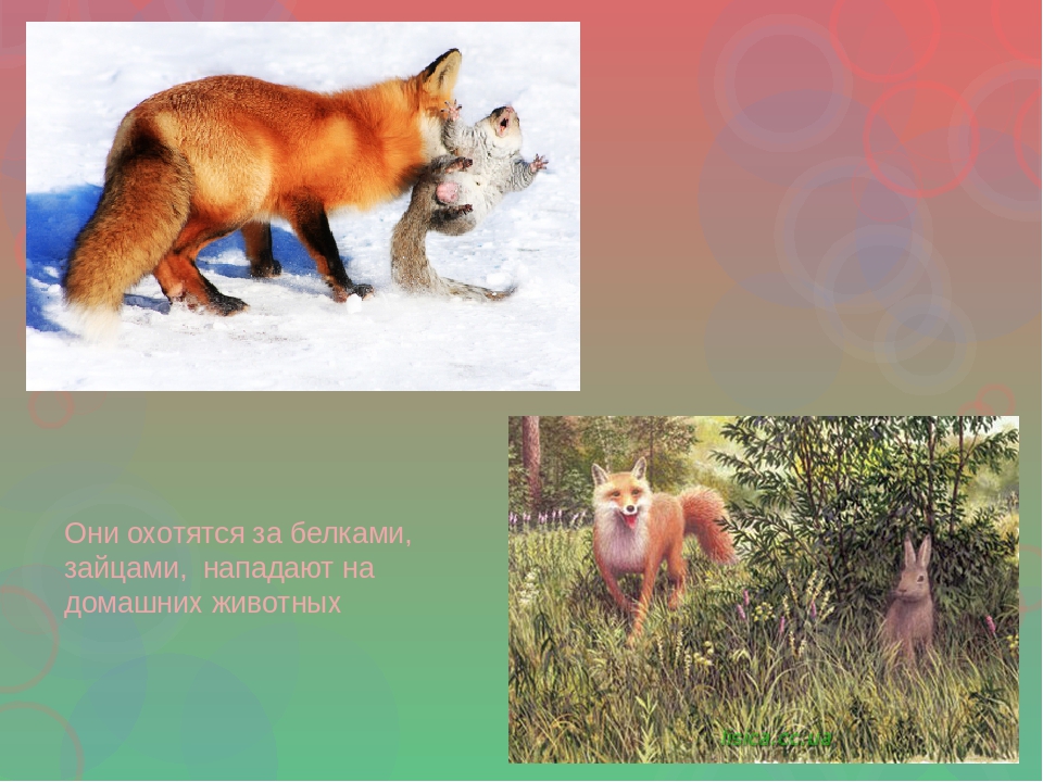 Презентация по ознакомлению с окружающим для детей с интеллектуальной недостаточностью (2, 3 этап обучения)