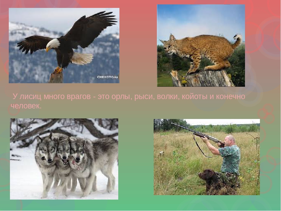Презентация по ознакомлению с окружающим для детей с интеллектуальной недостаточностью (2, 3 этап обучения)