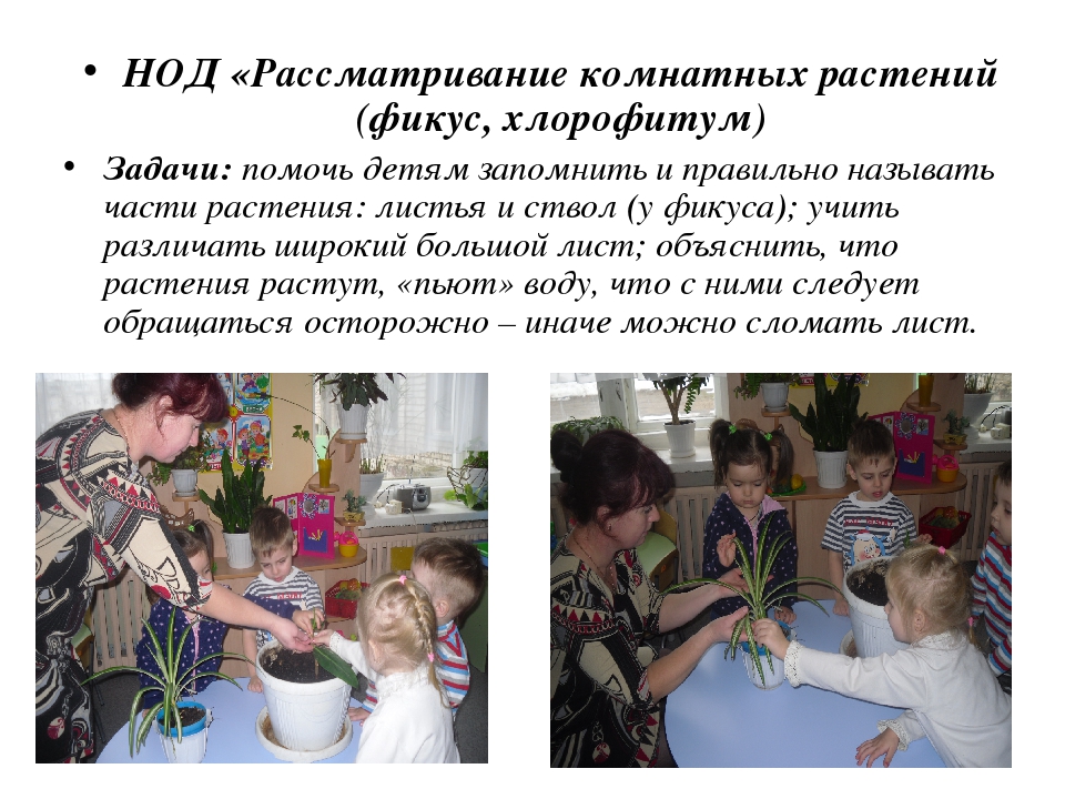 Презентация к конкурсу "Уголок природы"