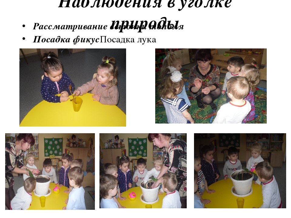 Презентация к конкурсу "Уголок природы"