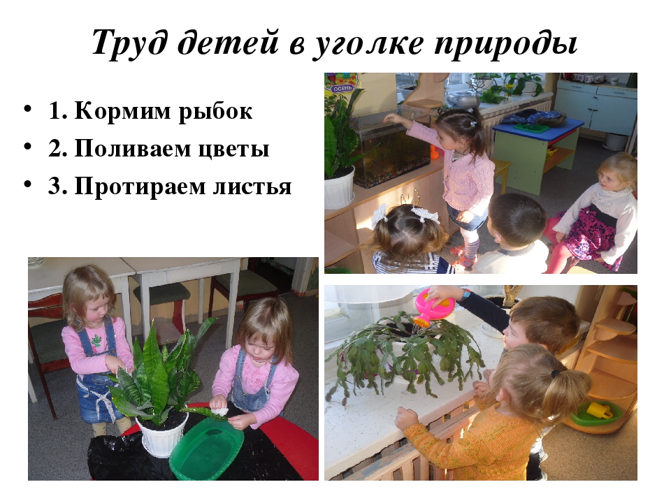 Работа в уголке природы. Виды труда в уголке природы. Уголок природы для детей. Виды детского труда в природе и в уголке природы.. Оборудование для труда в уголке природы.