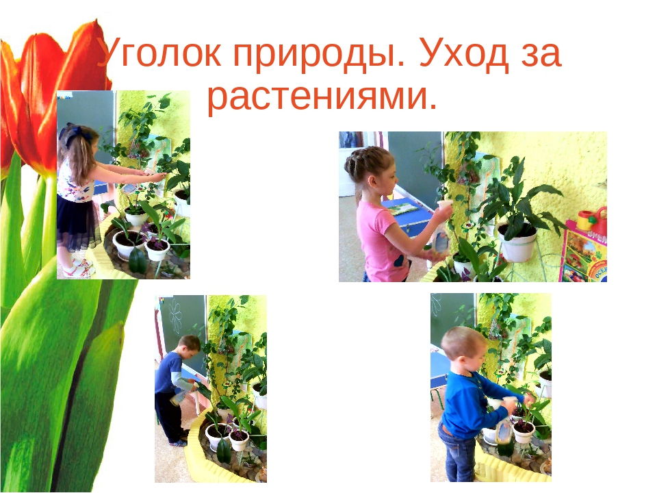 Презентация "Волшебный мир цветов"