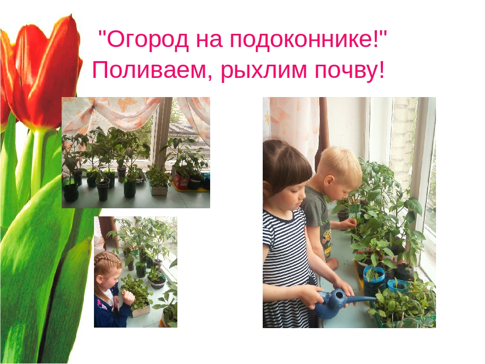 Презентация "Волшебный мир цветов"