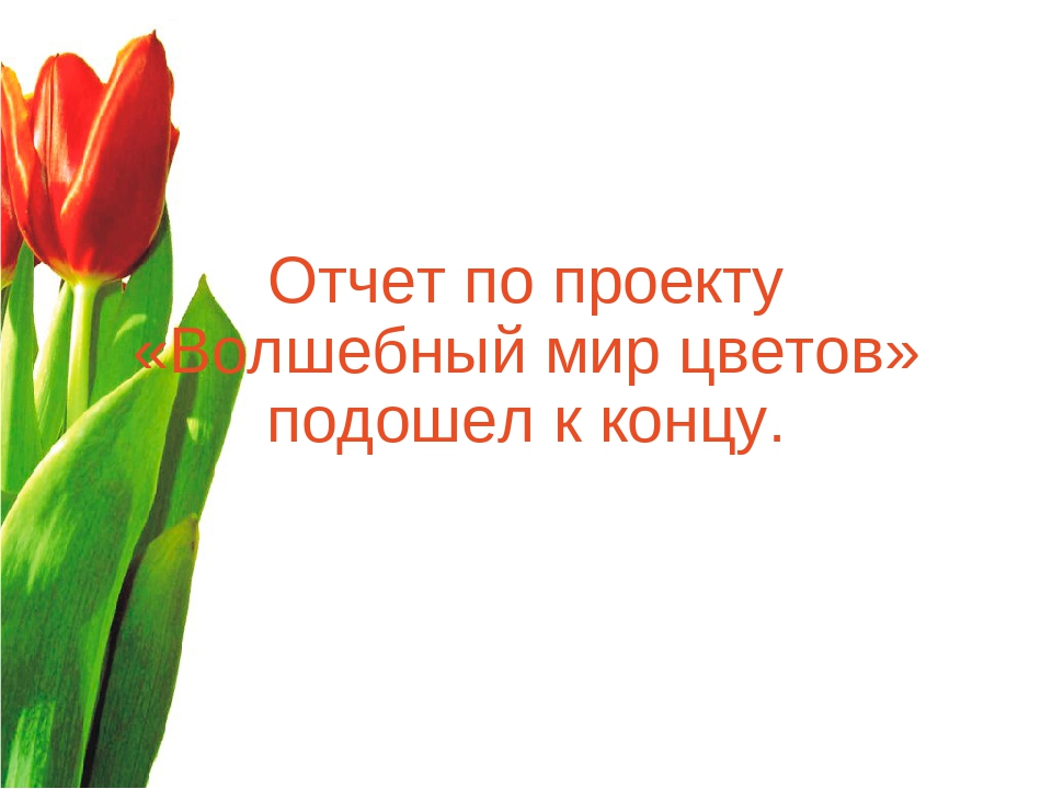 Презентация "Волшебный мир цветов"